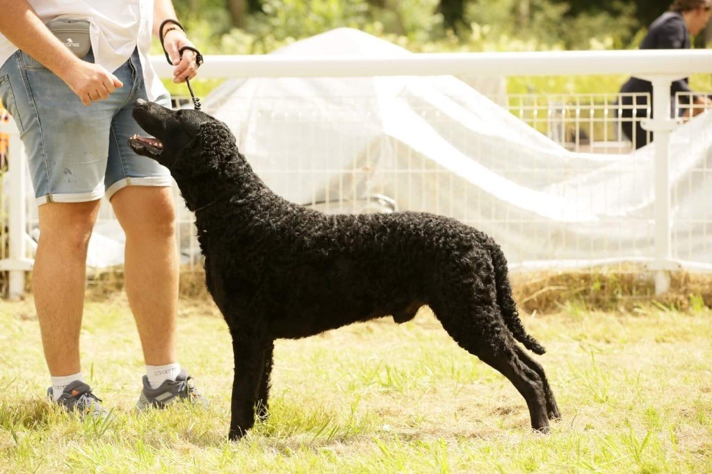 Les Curly Coated Retriever de l'affixe Chocomix Starlight