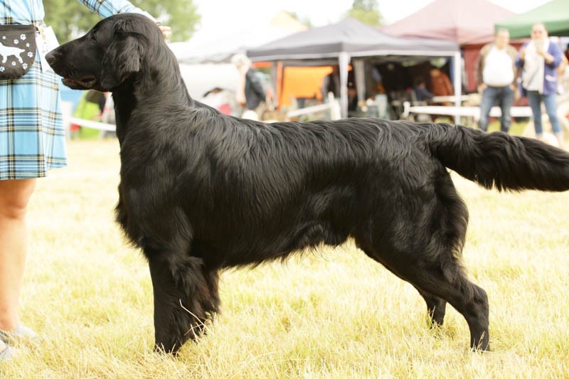 Les Flat Coated Retriever de l'affixe Chocomix Starlight